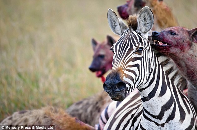 Aç sırtlanların gazabı Zebra'nın sonu oldu galerisi resim 11