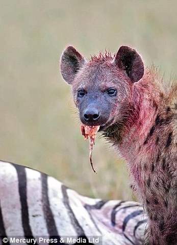 Aç sırtlanların gazabı Zebra'nın sonu oldu galerisi resim 3