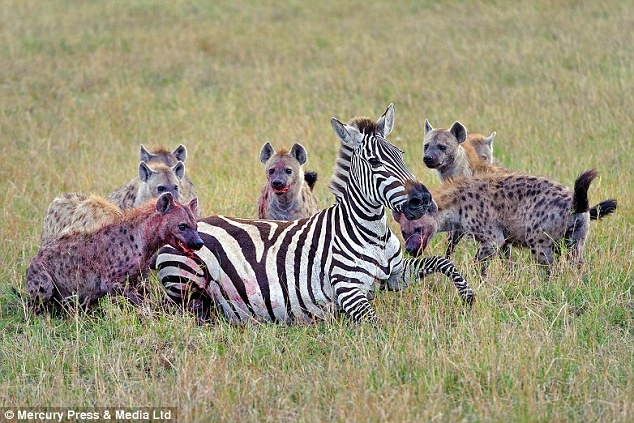 Aç sırtlanların gazabı Zebra'nın sonu oldu galerisi resim 4