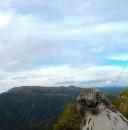 Dünyanın en çılgın selfie fotoğrafları galerisi resim 25