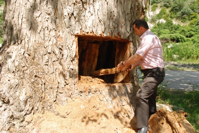 Asırlık ağaçta hazine aradılar galerisi resim 4