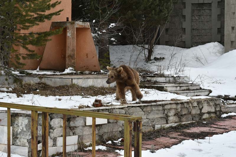 Aç kalan yavru ayı şehre indi galerisi resim 7