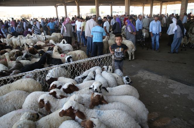 Küçükbaş hayvan için oraya akın ediyorlar! Talepler patladı... galerisi resim 3