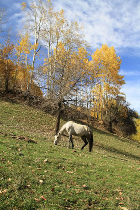 Doğu Karadeniz'de sonbahar görüntüleri galerisi resim 10