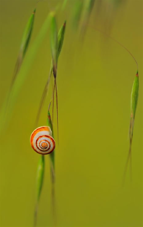 National Geographic'in en iyileri galerisi resim 8