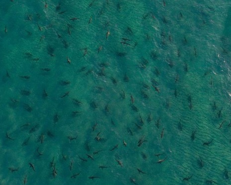 Sualtı dünyasından ilginç fotoğraflar galerisi resim 10