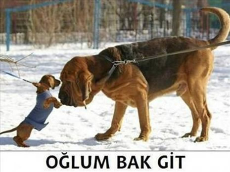 İnternette oğlum bak git çılgınlığı galerisi resim 2