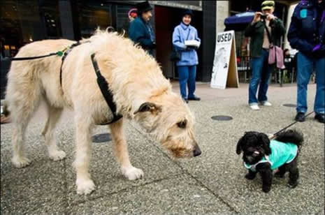 Dev köpekler galerisi resim 6