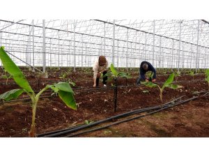 Akıllı sistemle yönetilen serada yıl boyu muz üretilecek