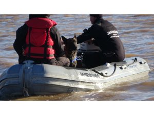 Jandarmanın kadavra köpekleri Çanakkale’de ilki başardı