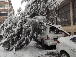 Kara dayanamayan ağaç, aracın üstüne devrildi