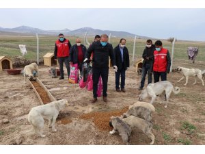 Köpekleriyle köyünden kovulan engelli gence Vali Aydoğdu sahip çıktı