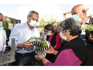 Ata tohumu ile yetiştirilen 300 bin adet fide üreticilere ücretsiz dağıtıldı