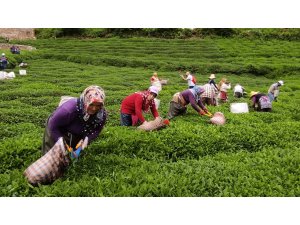 Fındığın başkentinde çay hasat etkinliği düzenlendi