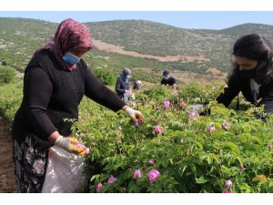 2 bin 637 metrelik Davraz Dağı eteklerinde gül hasadı