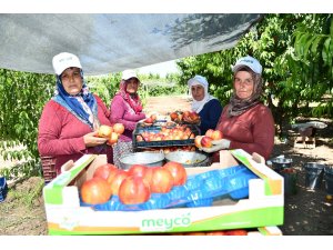 İznik’te nektarin hasadı şenlik ile başladı