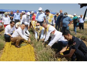 Manisa’da lavanta hasat şöleni