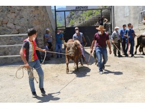 1 yılın aradan sonra Artvin’de boğa güreşleri yeniden yapılmaya başladı