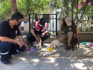 Balıkesir’de sokak hayvanları için özel timler kuruldu