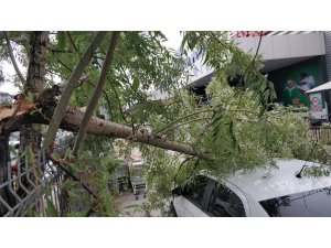 Samsun’da fırtına ağaçları yola devirdi