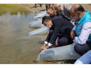 Kütahya’nın Eskiyüreğil Göleti’ne yavru sazan