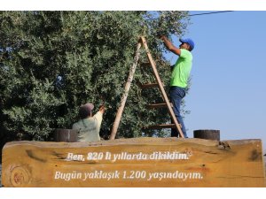 Bin 200 yaşındaki zeytin ağacından kasa kasa zeytin hasatı