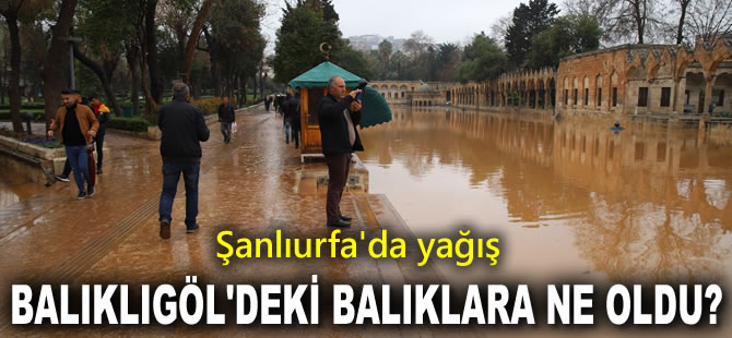 Tarihi Balıklıgöl'deki balıklara ne oldu?