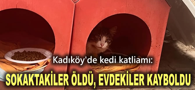 Kadıköy'de kedi katliamı: Sokaktakiler öldü, evdekiler kayboldu