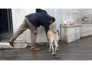 Sokak köpekleri İstiklal Caddesi’ndeki bir lokantanın müdavimi oldu