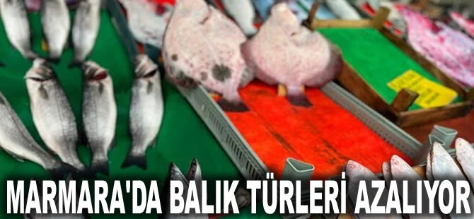 Marmara'da balık türleri azalıyor