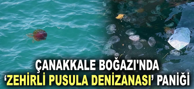 Çanakkale Boğazı'nda ‘zehirli pusula denizanası’ paniği