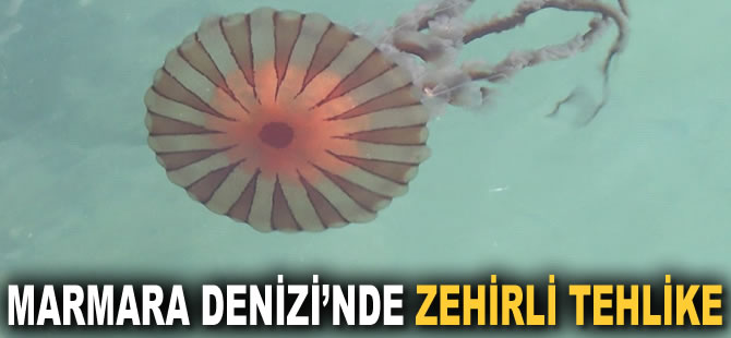 Marmara Denizi’nde zehirli tehlike