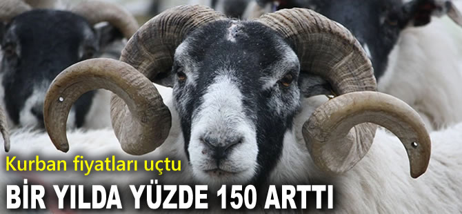 Kurban fiyatları da uçtu: Bir yılda yüzde 150'lik artış