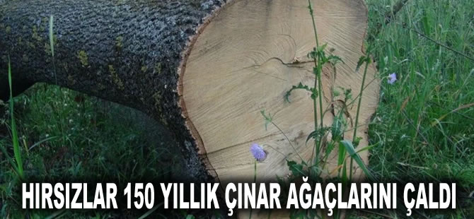 Hırsızlar 150 yıllık çınar ağaçlarını çaldı