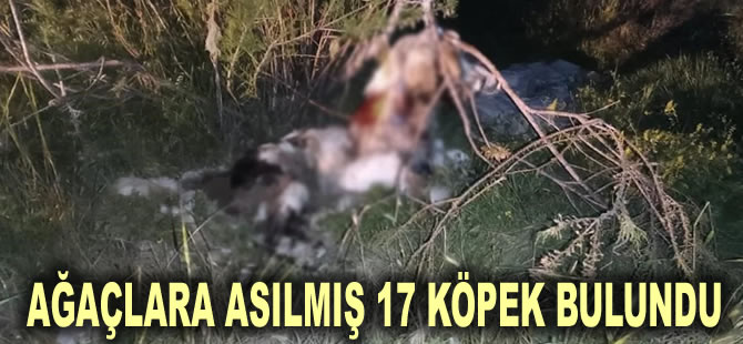 Hayvana işkence bitmiyor: Ağaçlara asılmış 17 köpek bulundu