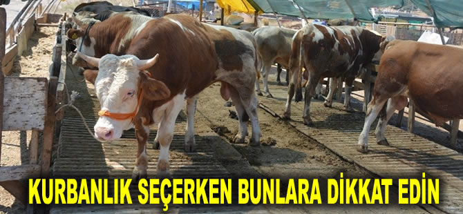 Uzmanlar tek tek sıraladı: Kurbanlık seçerken bunlara dikkat edin