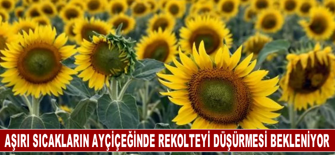 Tekirdağ'da aşırı sıcakların ayçiçeğinde rekolteyi düşürmesi bekleniyor