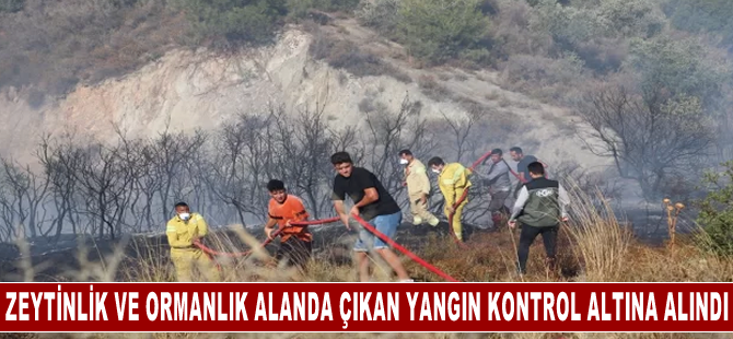 Zeytinlik ve ormanlık alanda çıkan yangın kontrol altına alındı