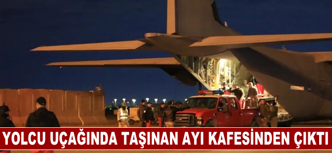 Irak yolcu uçağının kargo bölümünde taşınan bir ayı kafesinden çıktı