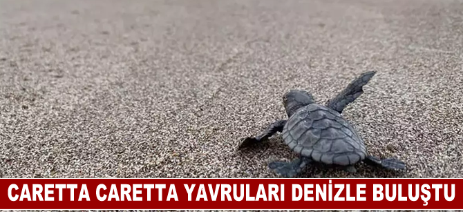 Antalya'da caretta caretta yavruları denizle buluştu