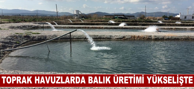 Toprak Havuzlarda Yetiştirilen Balıklar Dünyaya Açılıyor