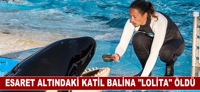 Katil balina "Lolita", 50 yılı aşkın süredir esaret altında tutulduğu akvaryumda öldü