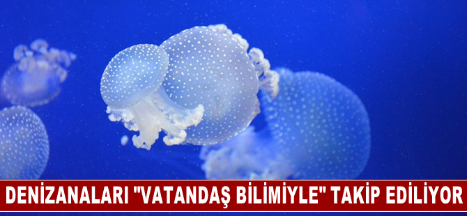 Türkiye kıyılarındaki denizanaları "vatandaş bilimiyle" takip ediliyor