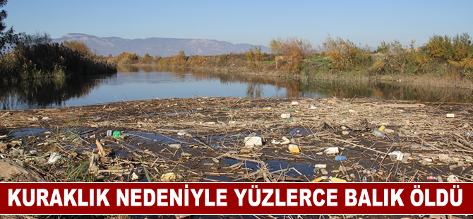 Büyük Menderes Nehri'nde kuraklık nedeniyle yüzlerce balık öldü