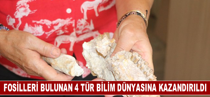 Çankırı'da fosilleri bulunan 4 tür bilim dünyasına kazandırıldı