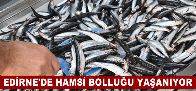 Hamsideki bolluk balıkçı tezgahlarını hareketlendirdi