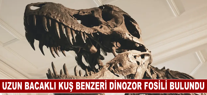 Çin'de uzun bacaklı kuş benzeri dinozor fosili bulundu