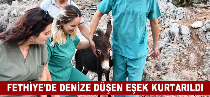 Fethiye'de denize düşen eşek kurtarıldı