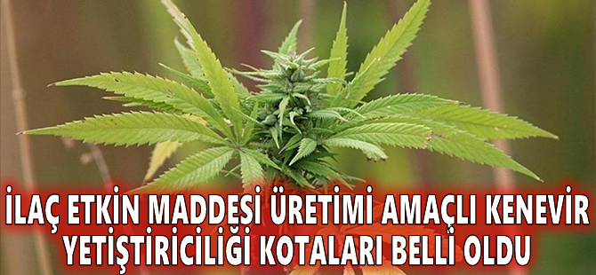 İlaç etkin maddesi üretimi amaçlı kenevir yetiştiriciliği kotaları belli oldu