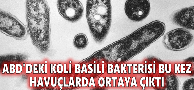 ABD'deki koli basili bakterisi bu kez havuçlarda ortaya çıktı